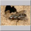 Kleptoparasit 06 6mm.jpg